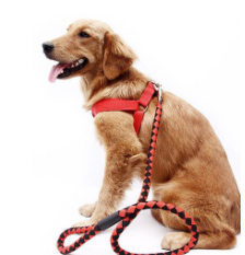 Laisse De Chien Adult