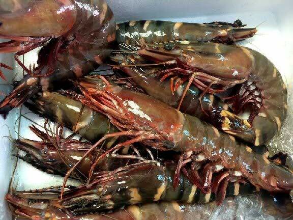 Gambas Tigrées  Fraîches