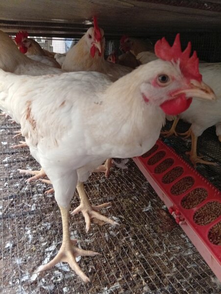 Poulet africain