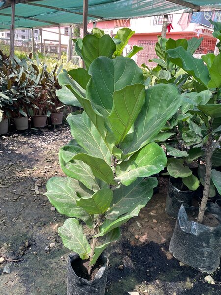 Fiddle fit plant