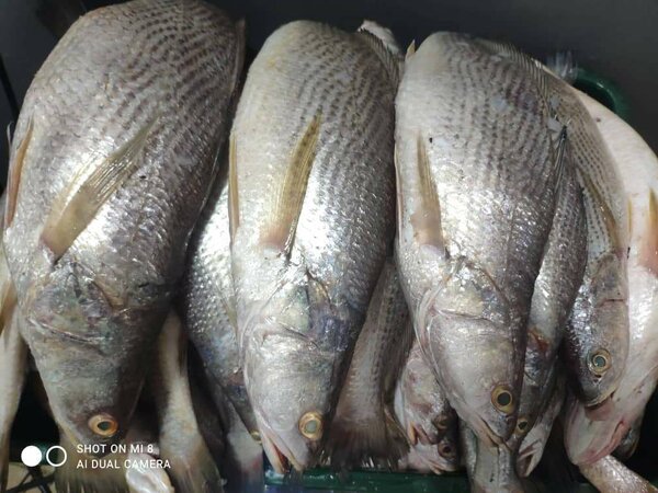Poisson Sosso