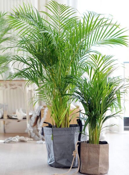 Cane Palm( Butterfly Palm)