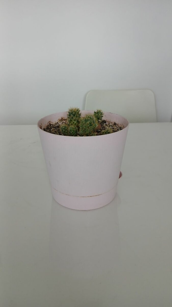 Кактус