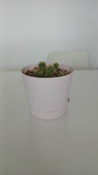 Кактус