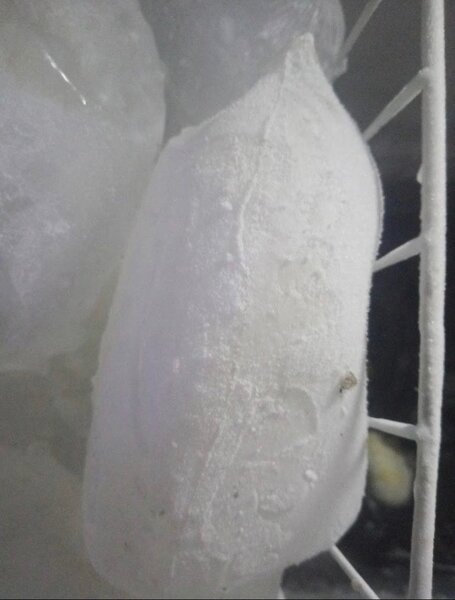Horlas ice  block