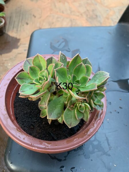 Plants