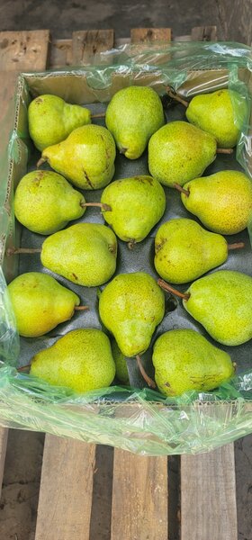 Pears