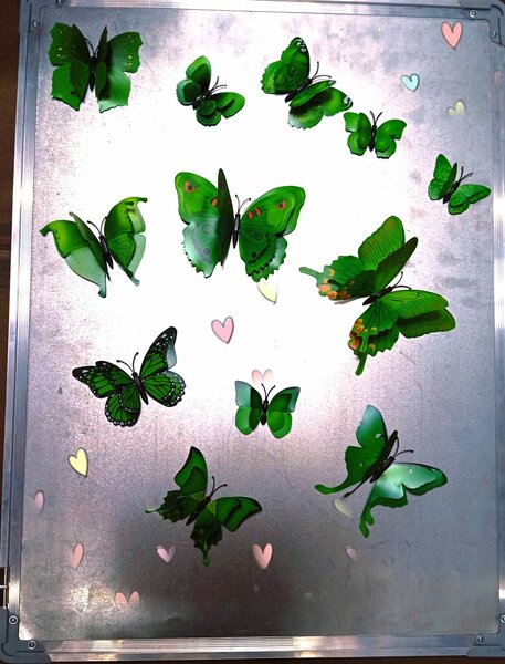 Papillon