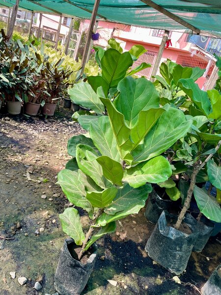 Fiddle fit plant
