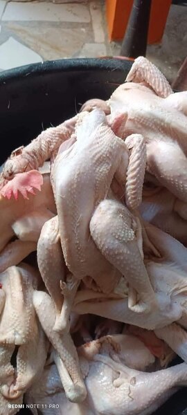 Poulets de chair