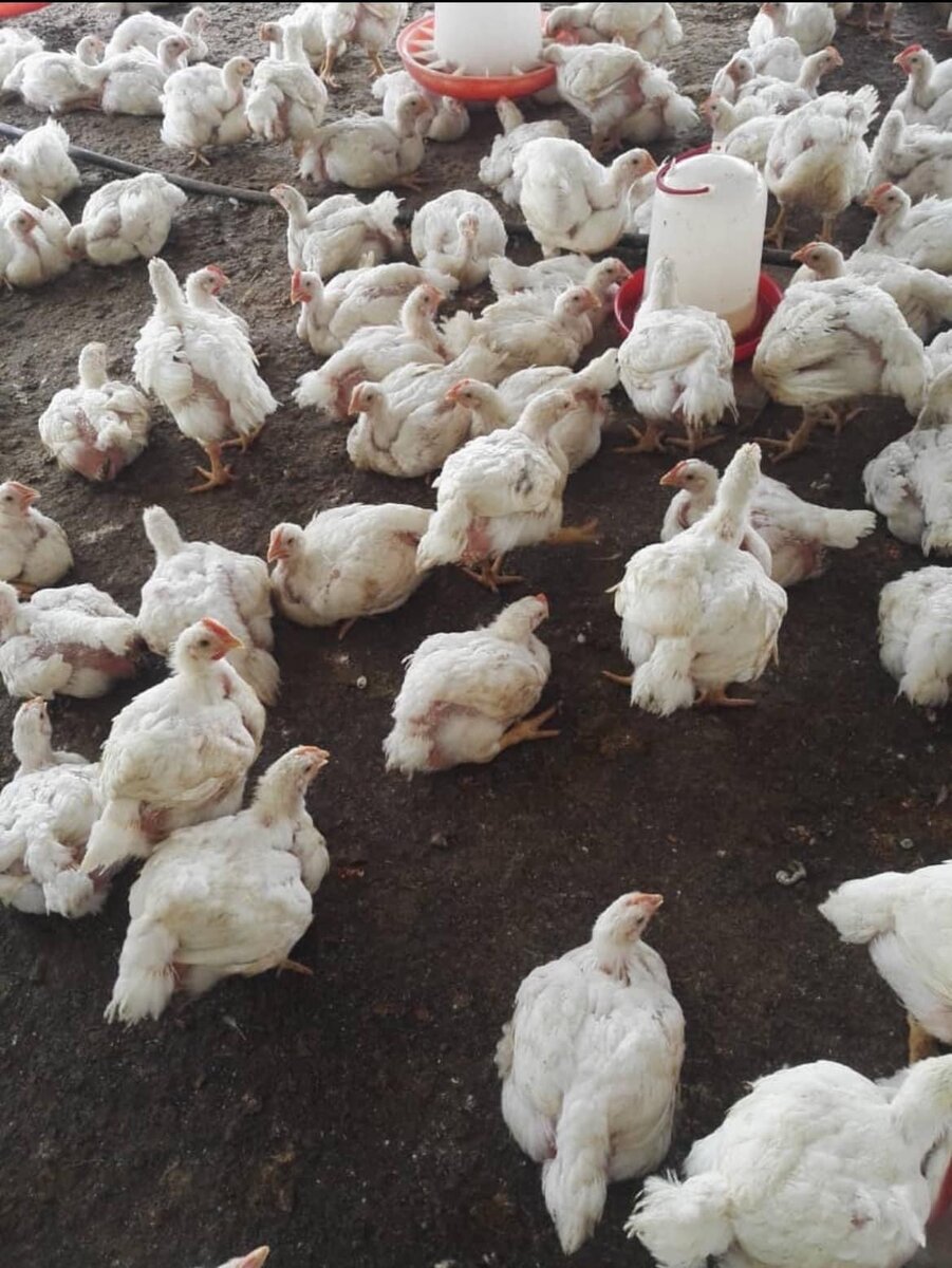 poulet de chair