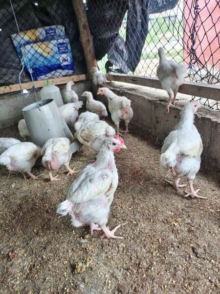 poulet de chair