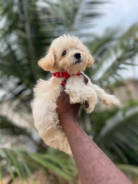 Toy Dog