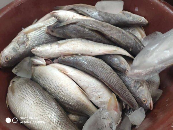 Poisson Sosso