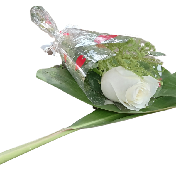 Rose blanche