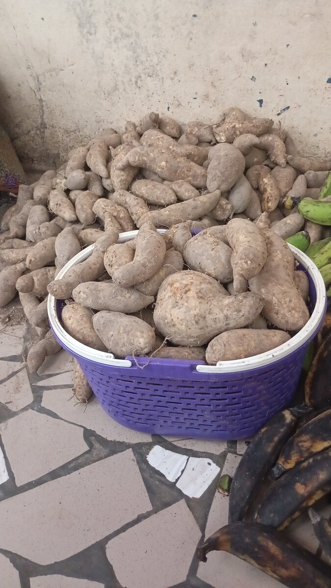 Patate douce