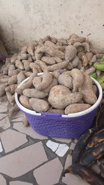 Patate douce