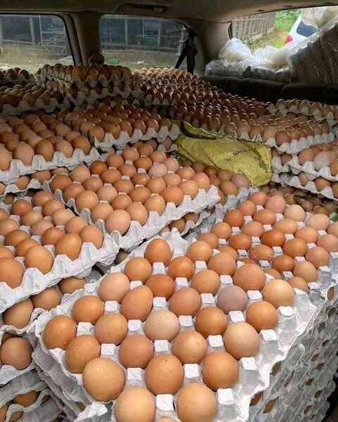 Œuf