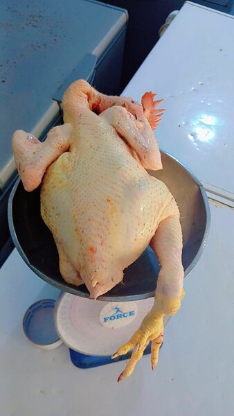 Poulet de chair