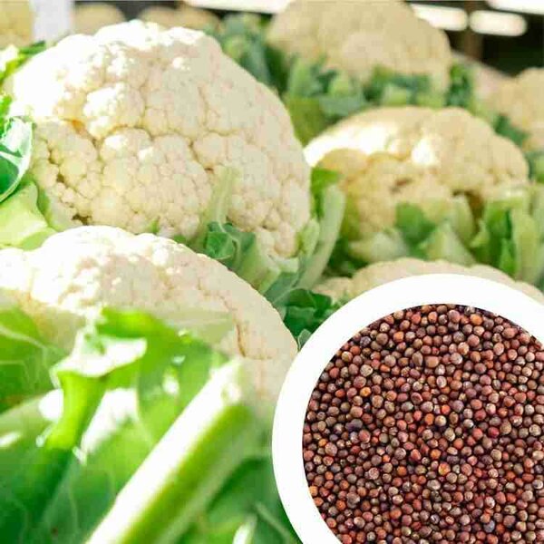 CABBAGE AND CAULIFLOWER SEEDS