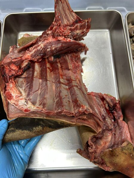 Viande de cabri