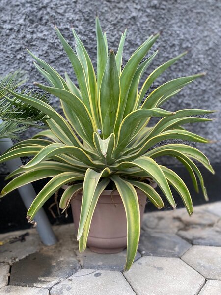 Garden plant