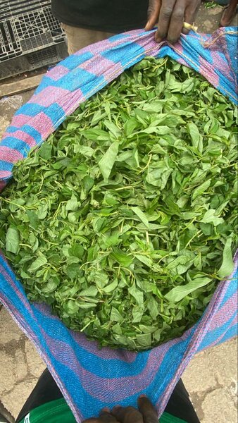 Feuilles de légumes fraîches