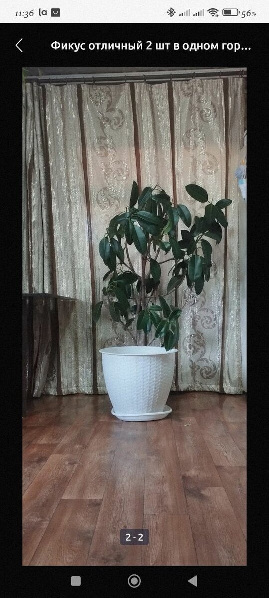 Фикус