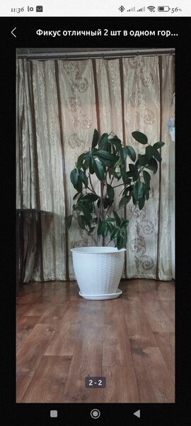 Фикус