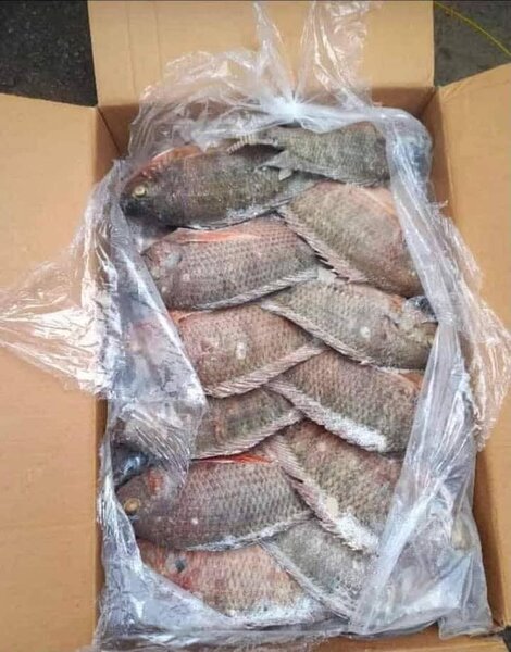 Carpe Tilapia (10kg)