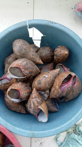 escargot de brousse