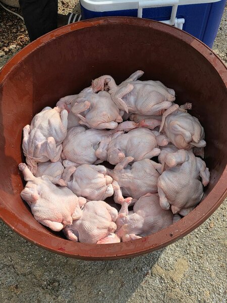 Fresh Whole Poultry