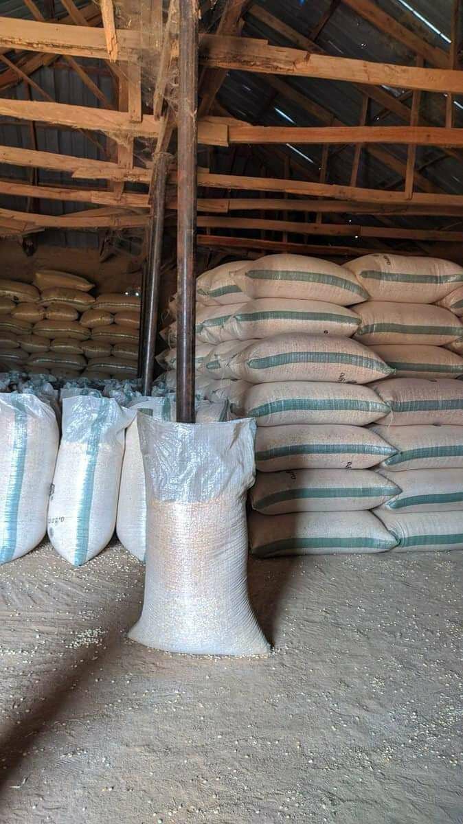 White maize