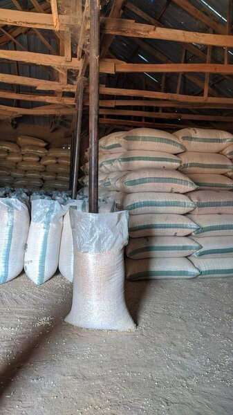 White maize