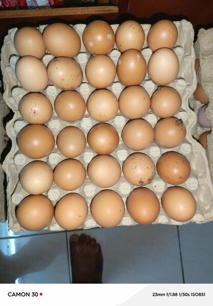 Oeuf frais
