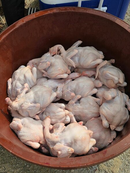 Fresh Whole Poultry