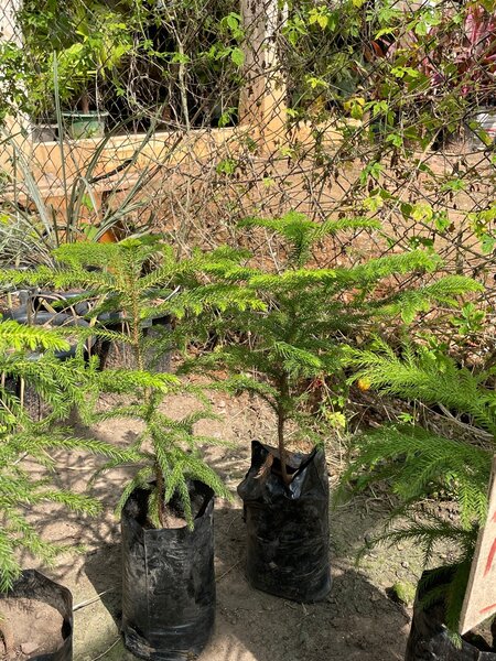 Araucaria Plant