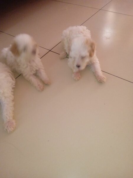 Bichons