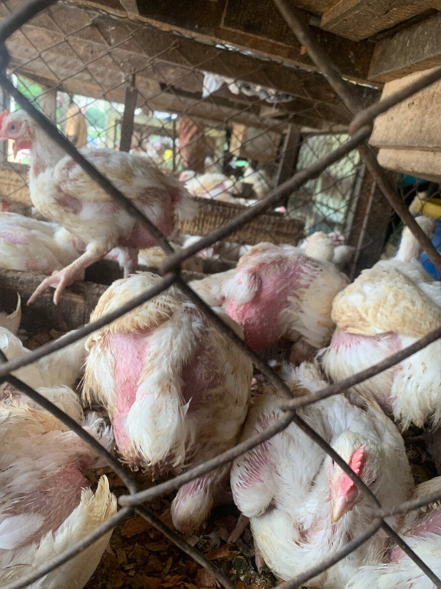Poulet de chair et poudeuse