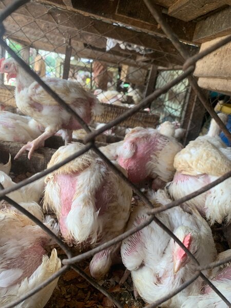 Poulet de chair et poudeuse