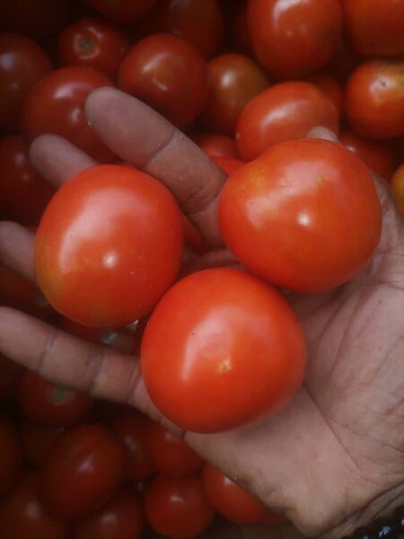 Tomate fraîche