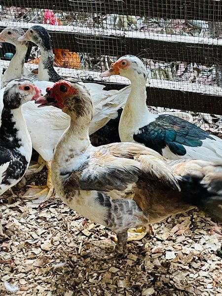 Canard