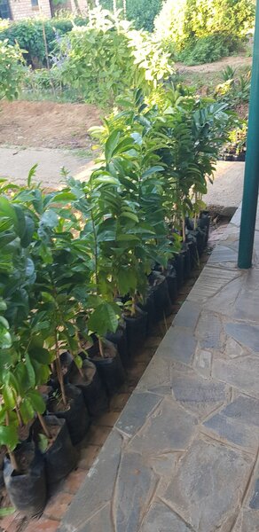 soursop trees
