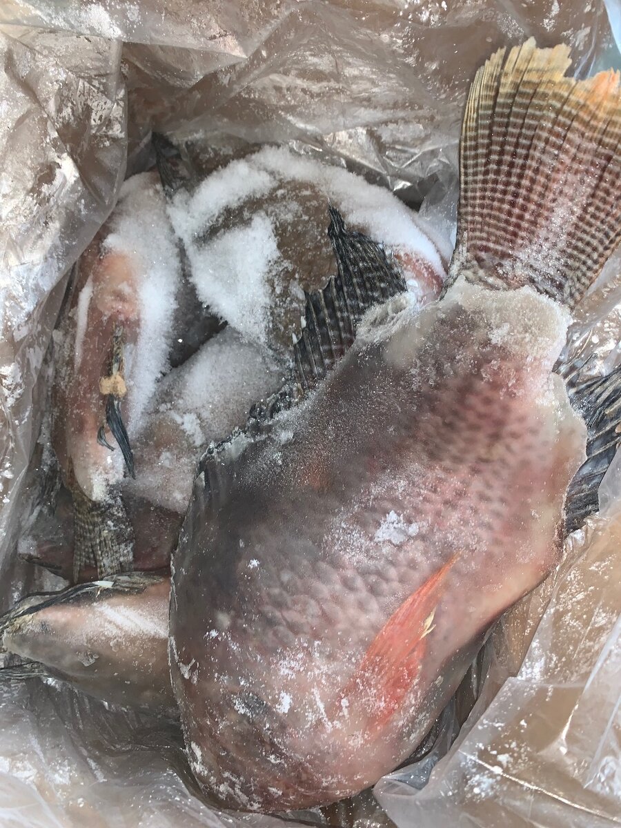 (10 kg )Tilapia disponible