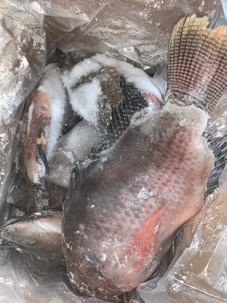 (10 kg )Tilapia disponible