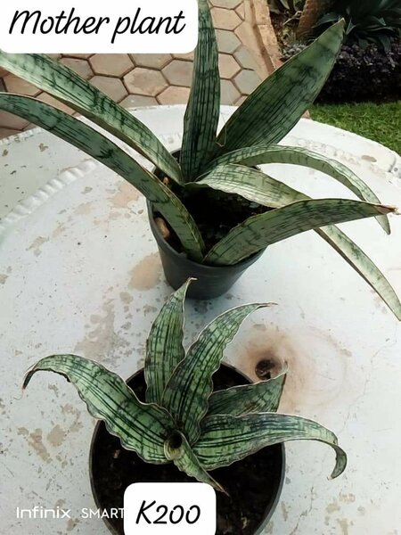 Plants