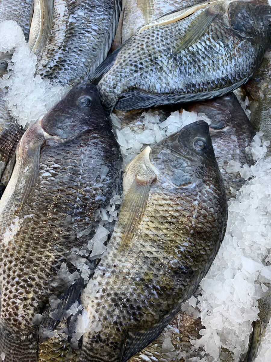 Tilapia