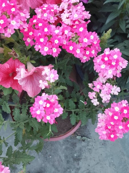 PWA Nursery