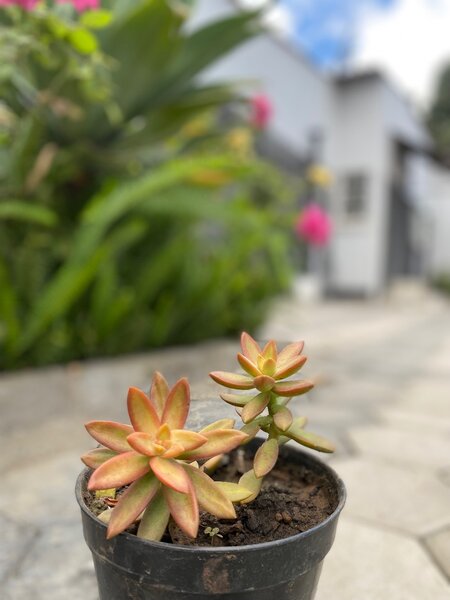 Garden plant
