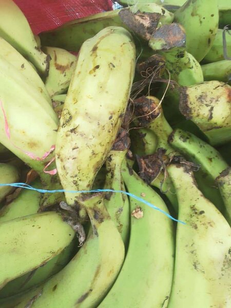 Banane plantain